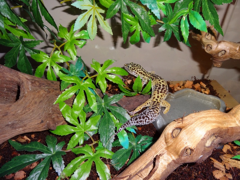 Mes petit gecko ! Dsc01614