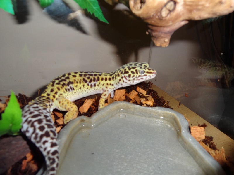 Mes petit gecko ! Dsc01615