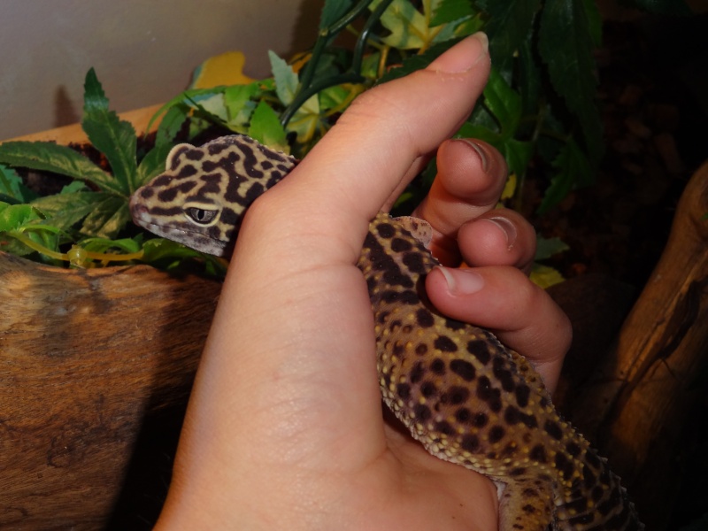 Mes petit gecko ! Dsc01616