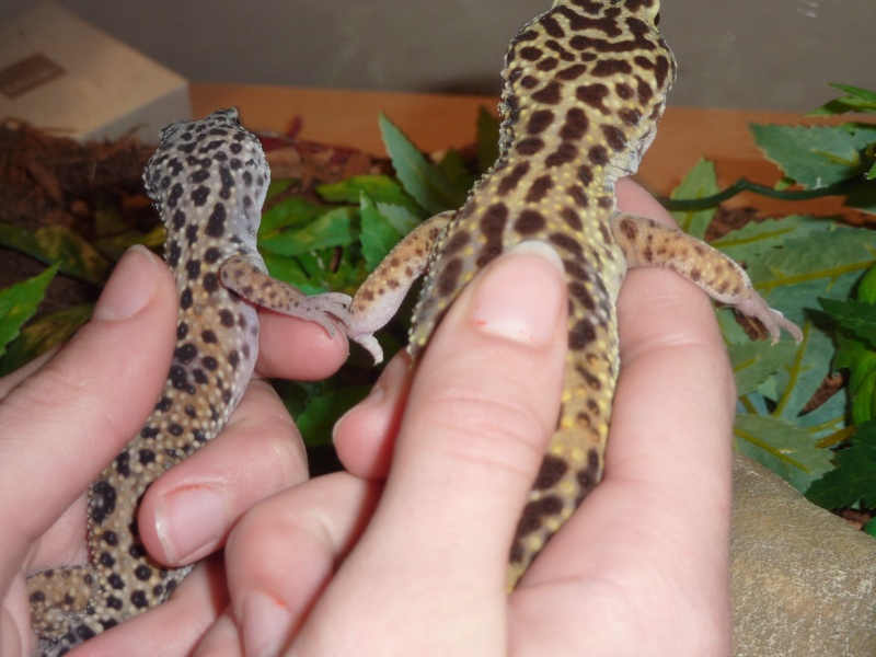 URGENT !!! question gecko leopard ! P1070111