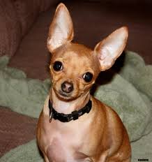 Chihuahua- Lost Dog Reward Tridog10