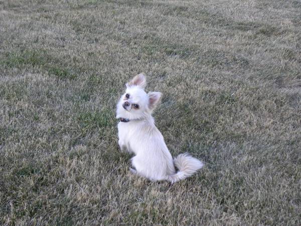 LOST DOG - INDY Whitin10