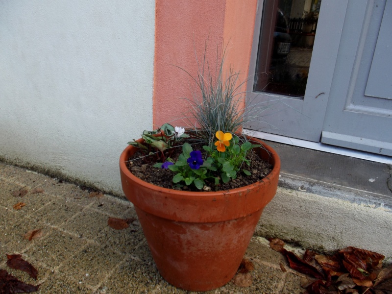 ATELIER création d'une jardinière fleurie de saison Dscf2618