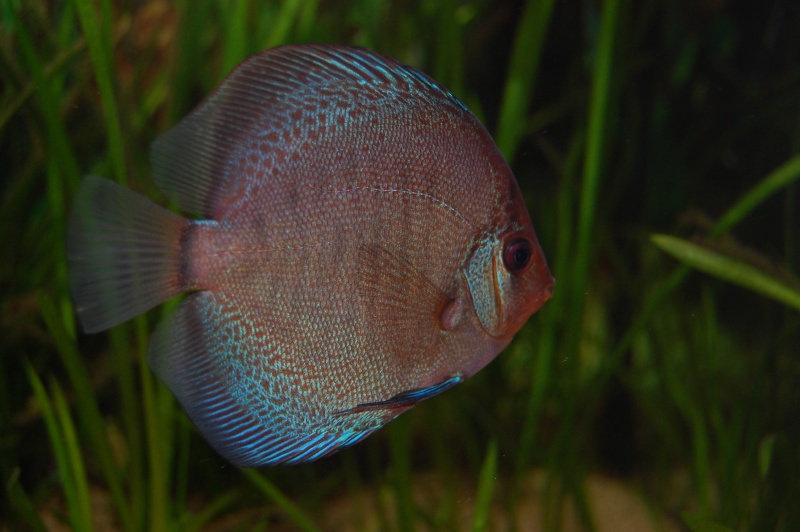 discus Dsc_0019