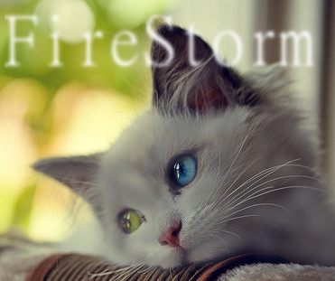 Firestorm the cold hearted Cat Caty12