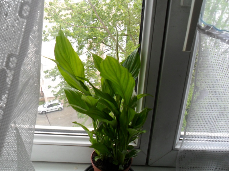 Mini plante en cadeau Sam_8933