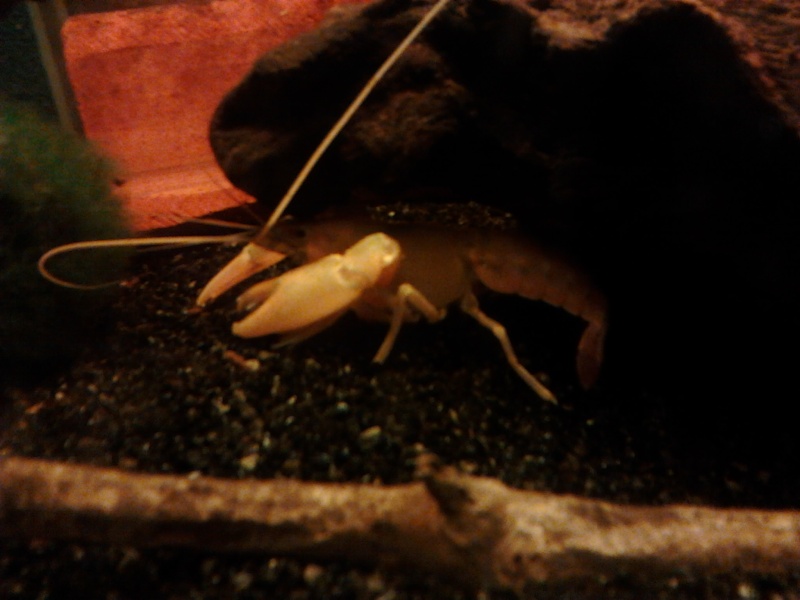 Mes cherax holthuisi  Photo221