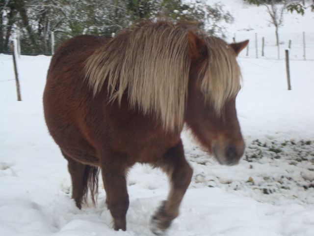 NOISETTE - ONC poney typée shetland née en 2000 - adoptée en juillet 2013 par Patrick - Page 2 Dsc02417