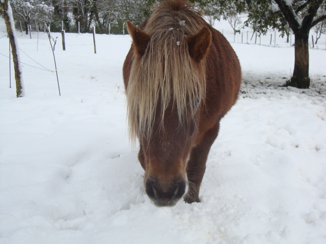 NOISETTE - ONC poney typée shetland née en 2000 - adoptée en juillet 2013 par Patrick  - Page 2 Dsc02420