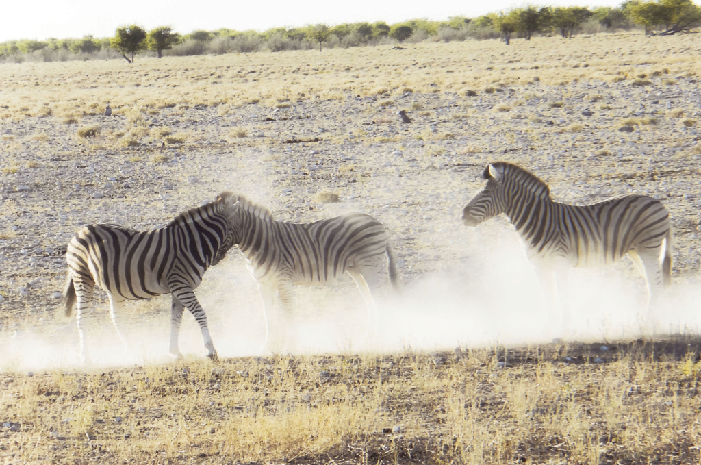 Zèbres en Namibie dans un parc Zebres10