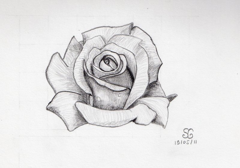 Une rose à offrir - Page 11 64841510