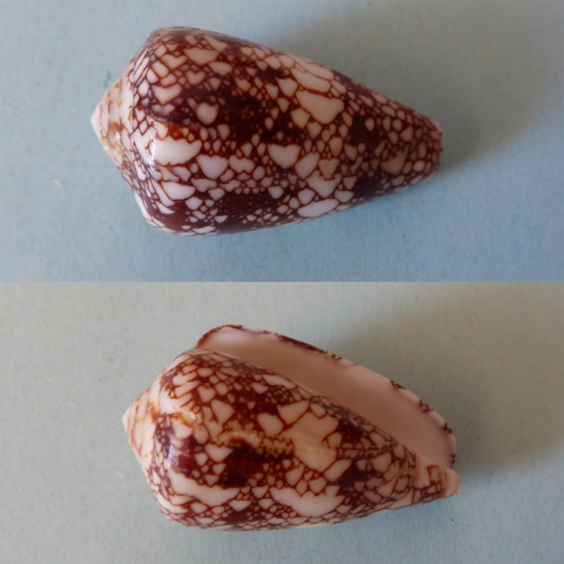 Conus (Darioconus) leviteni (Tucker, Tenorio & Chaney, 2011) 208_le10