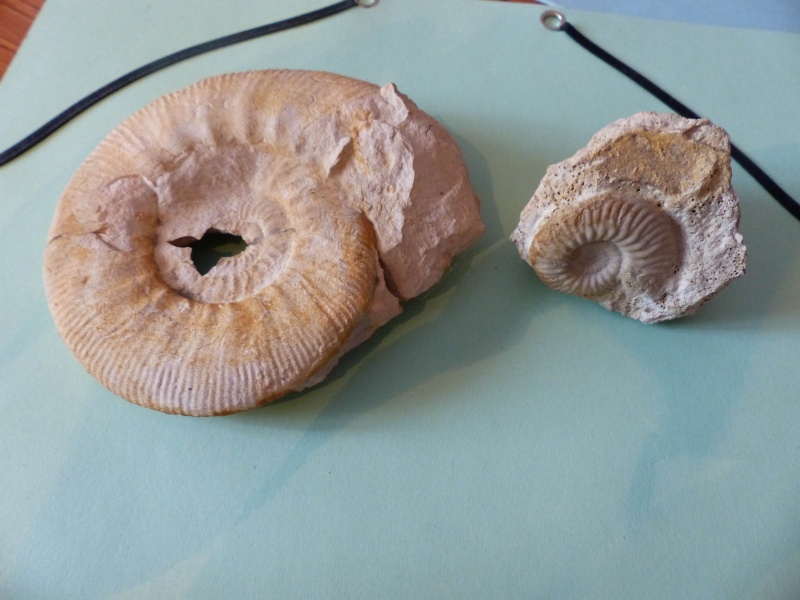 Ammonitida - Perisphinctidae - † Indosphinctes ou Collotia + Hecticoceras sp. - Callovien moy./inf - de Charente Amonit10