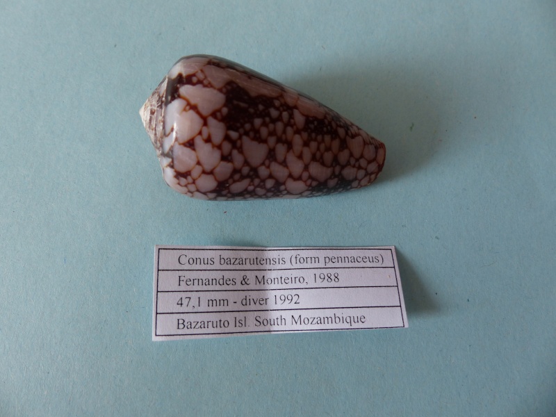 Conus (Darioconus) pennaceus bazarutensis   Fernandes & Monteiro, 1988 P1050210