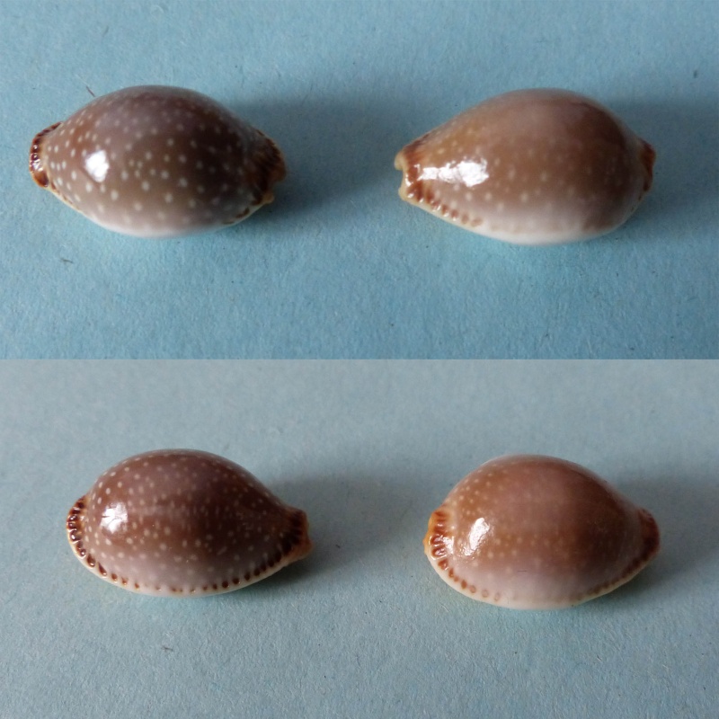Staphylaea semiplota annae - Roberts, 1869 Semipl10