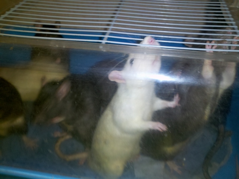12 rats et 9 rattes en situation précaire 76 / recherche FA et Foyers  - Page 3 2013-114