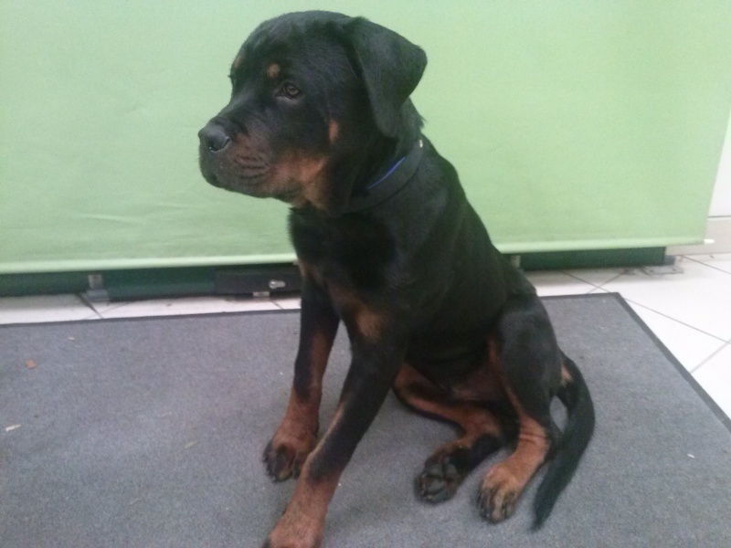 Votre RottWeiler - Page 2 Cam01810