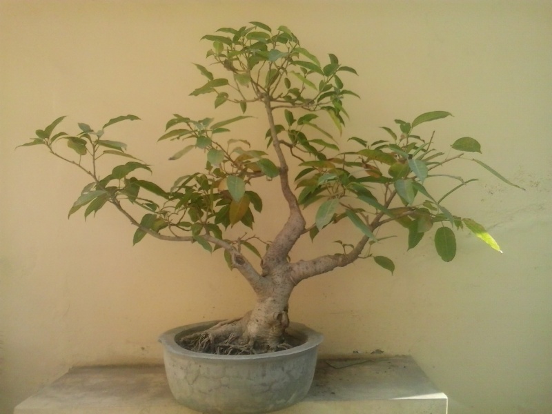 ficus virens advice please 13883010