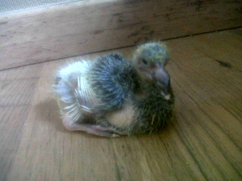 Aider Moi A Sauver Un Bebe Pigeon Aider Moi A Sauver Un Bebe Pigeon