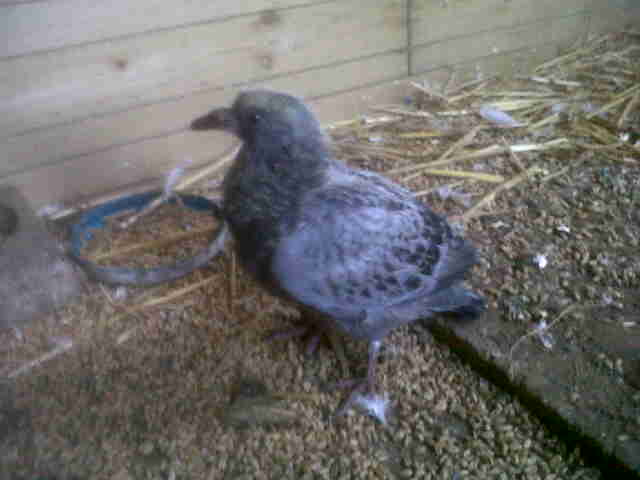 A quel age vole un pigeon