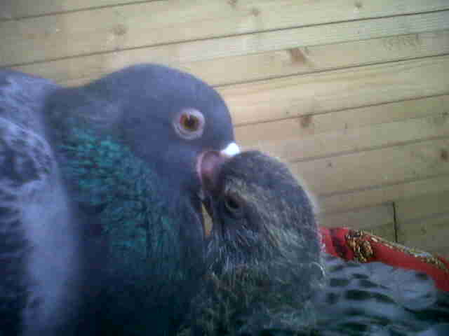 Bebe Pigeon