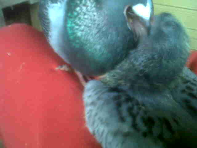 bébé pigeon Img01711
