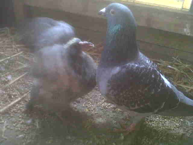 Bebe Pigeon