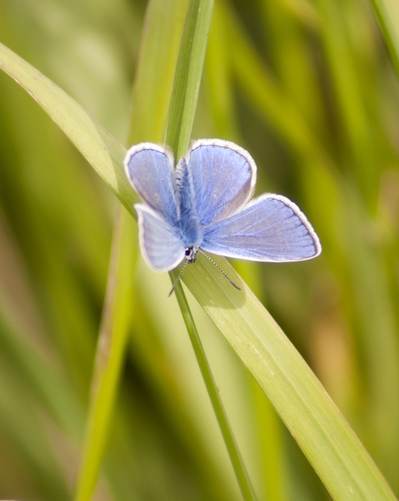 [Polyommatus icarus] Azuré commun ? Azura_10