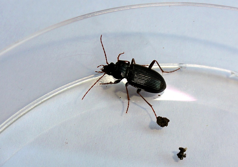 [Nebria sp] Interrogation carabinée Carabe10