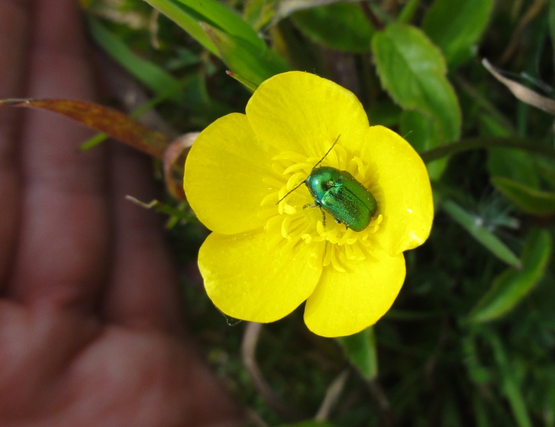 [Cryptocephalus sp.] Cétoine ?? Dsc07014