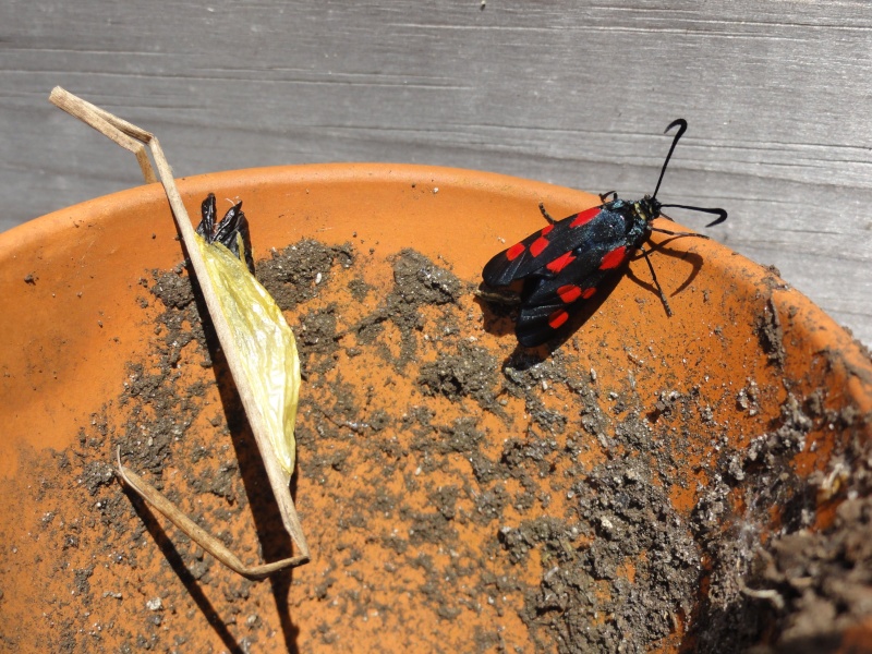 [Zygaena trifolii] Aglaope infausta ?? Dsc07511