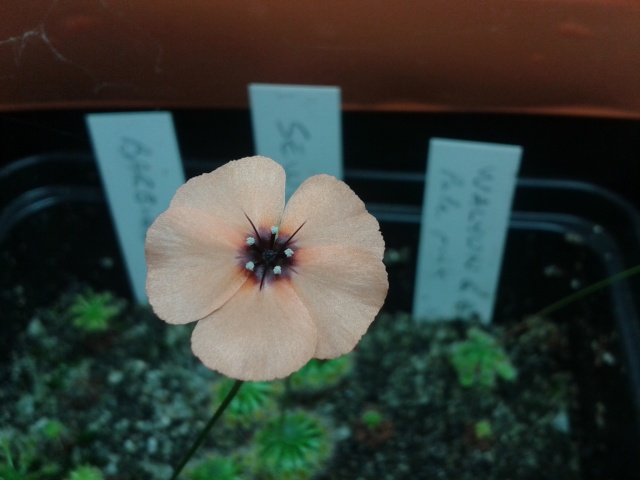 Album Drosera - Page 3 2014-091