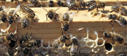 #Environnement : Les #abeilles sont nos amies, il faut les aimer aussi Abeill11