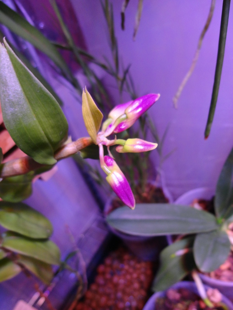 Dendrobium victoriae-reginae Dsc05311