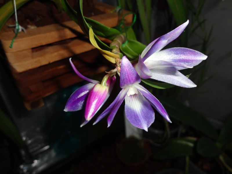 Dendrobium victoriae-reginae Dsc05313