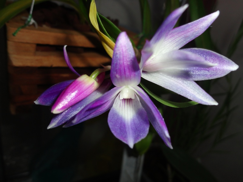 Dendrobium victoriae-reginae Dsc05314