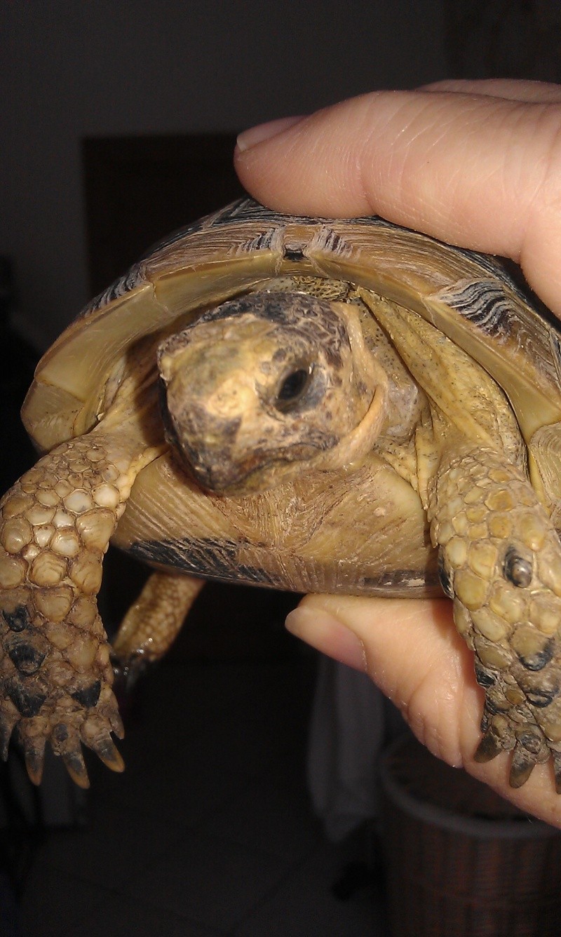 Les tortues de Treg Gladis13