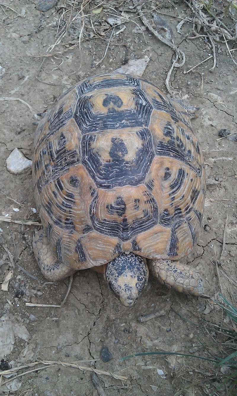 Les tortues de Treg Scarle10