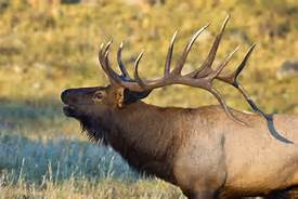 Facts about Elk Th16