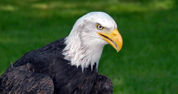 Facts About Bald Eagles Th28