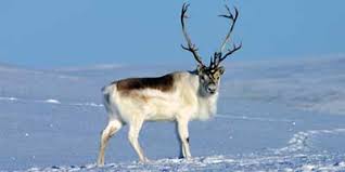 Facts about Caribou Th30