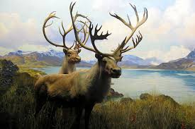 Facts about Caribou Th31