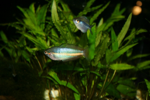A walk around the fishroom Dub1_610