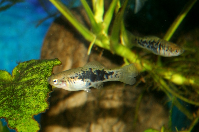 A walk around the fishroom Evel1_10