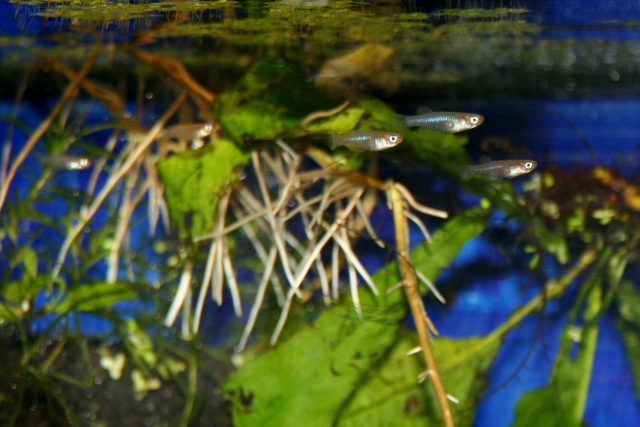 A walk around the fishroom Noto1a10