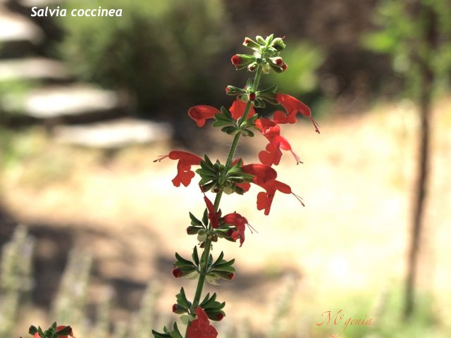 Salvia coccinea 2-1ee110