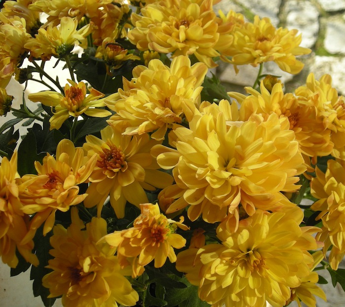 Marguerites d'automne ou chrysanthèmes Dscn3111