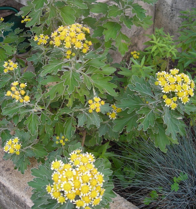 Marguerites d'automne ou chrysanthèmes Dscn3114