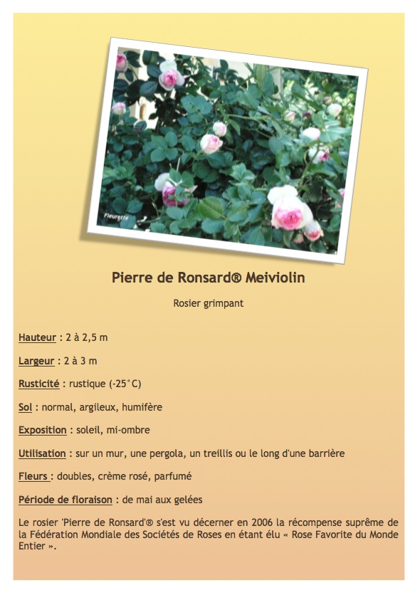 Pierre de Ronsard® Meiviolin Pierre10
