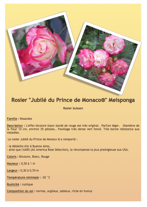 Jubilé du Prince de Monaco® Meisponga Rosier10
